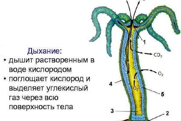 Кракен ссылка тор браузер